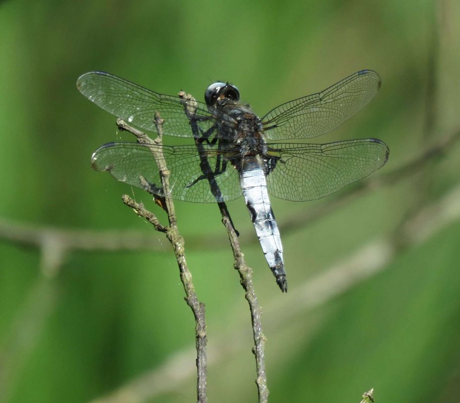 Libellula fulva  - Colombo Lorenzo
