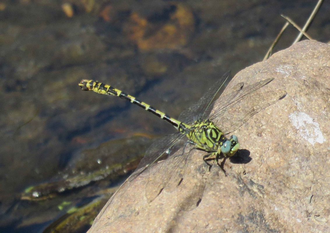Onychogomphus forcipatus  - Colombo Lorenzo