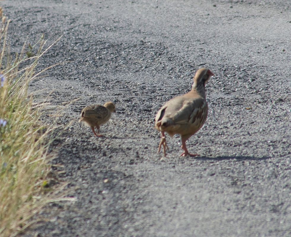 Red-legged Partridge  - Franco Roscelli