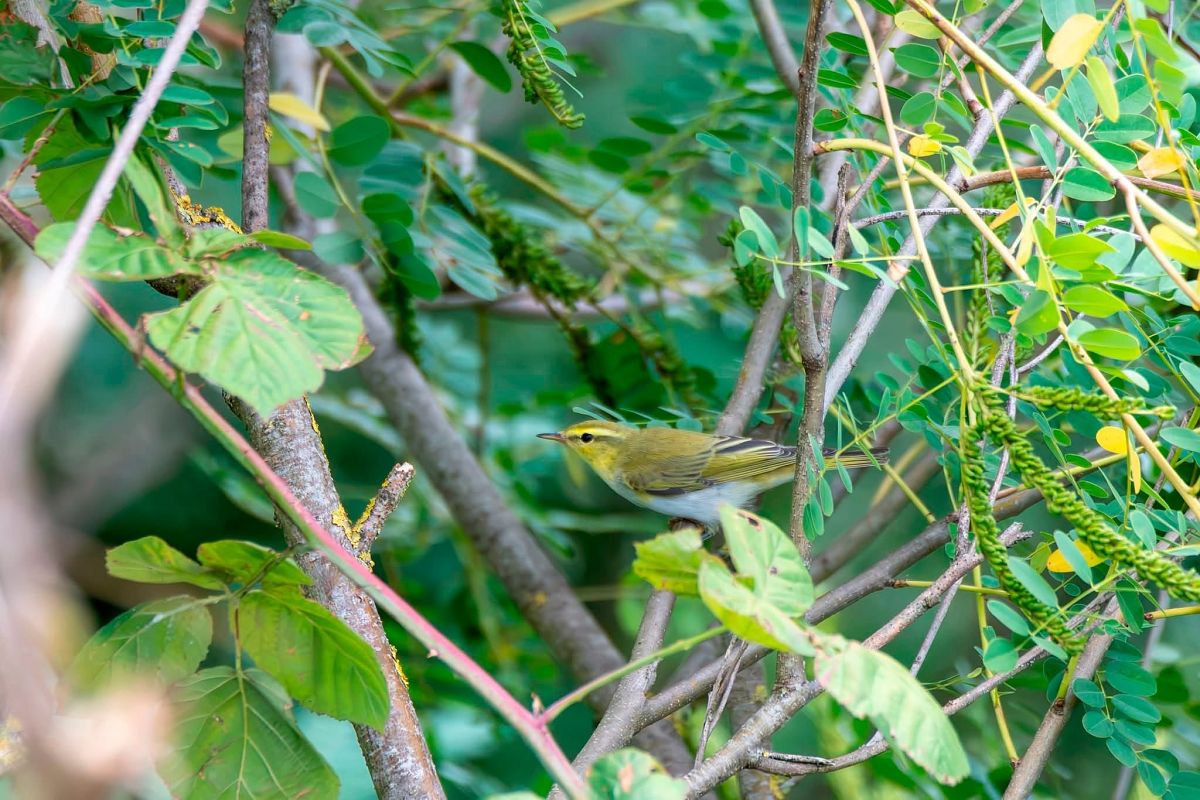 Luì verde  - Anonimo