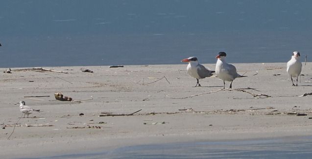 Black Tern  - Marco Esposito