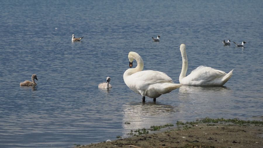 Cigno reale  - Marco Esposito