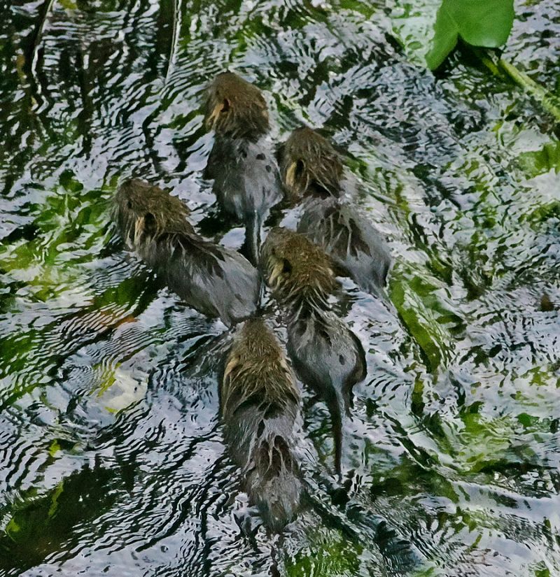 Coypu  - Marco Esposito