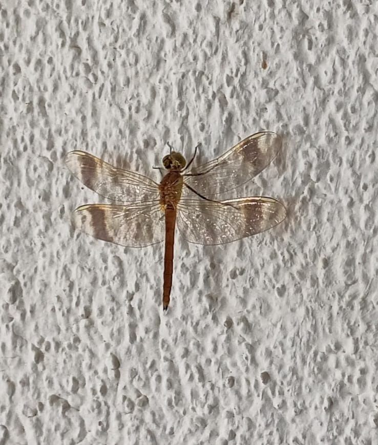 Sympetrum pedemontanum  - Tiziano Fiorenza (FVG)