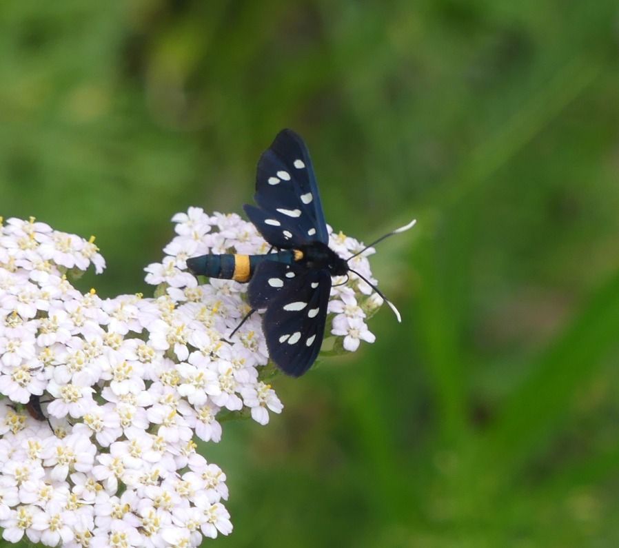 Heterocera sp.  - Jean-Marie Gres