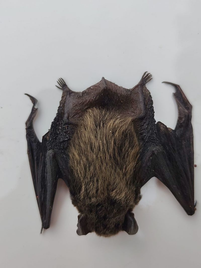 Pipistrello di Savi  - Nicola Larroux