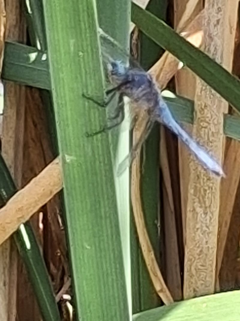 Orthetrum coerulescens  - Francesco Ornaghi