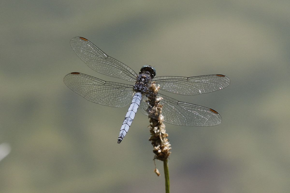 Orthetrum coerulescens  - Francesco Ornaghi