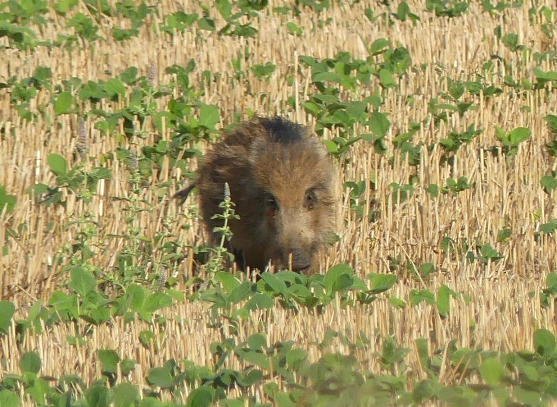 Cinghiale  - Paolo Utmar (FVG)