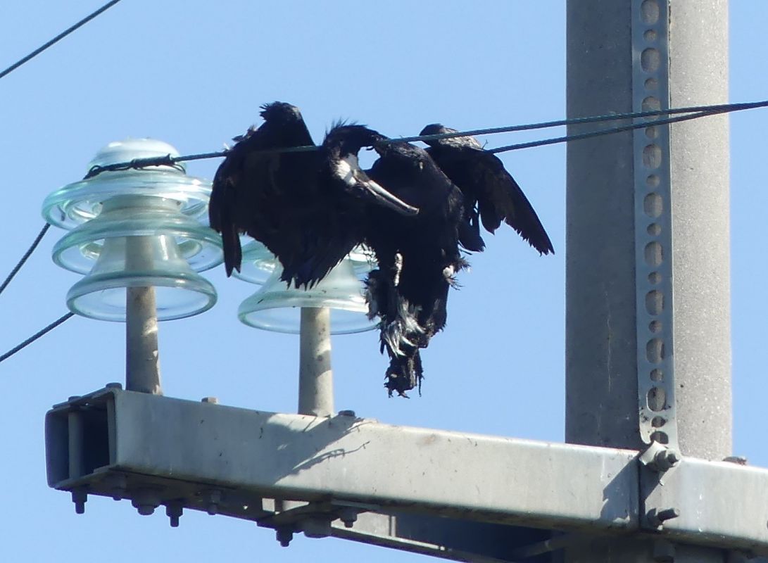 Cormorano  - Paolo Utmar (FVG)