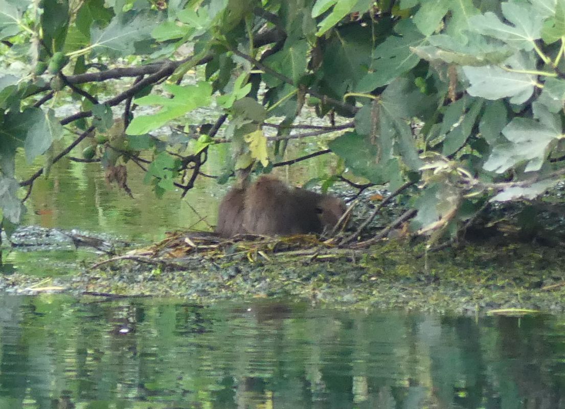 Nutria  - Paolo Utmar (FVG)