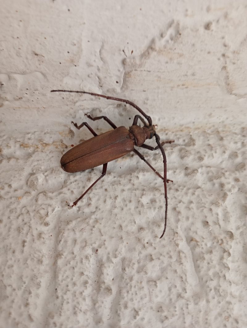 Coleoptera sp.  - Walter Sassi