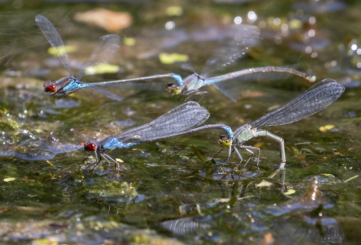 Erythromma viridulum  - Radames Bionda