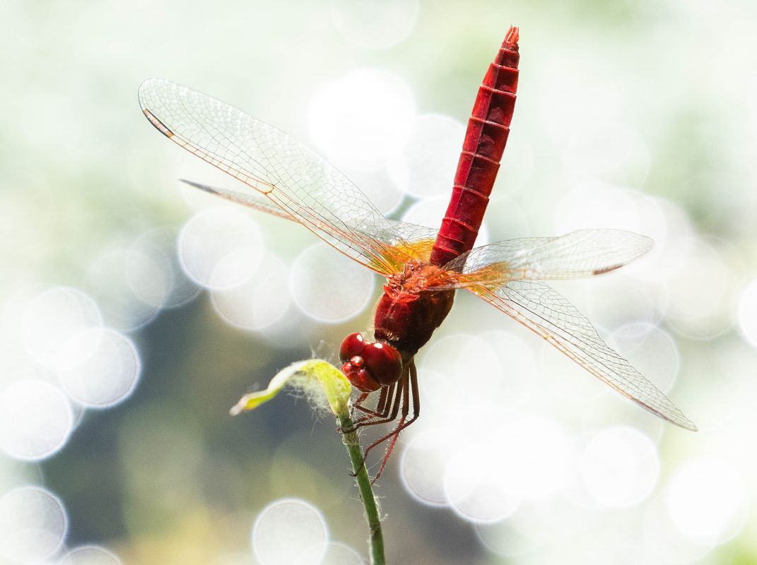 Crocothemis erythraea  - Radames Bionda