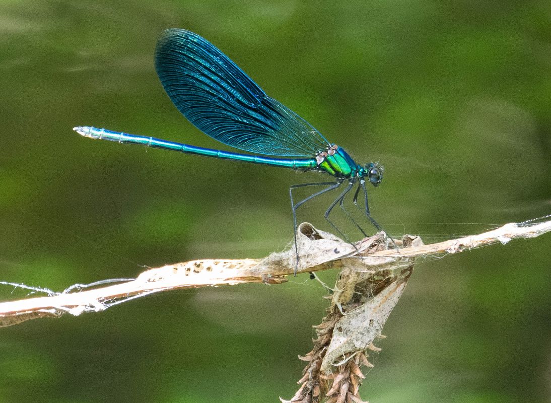 Calopteryx splendens  - Radames Bionda