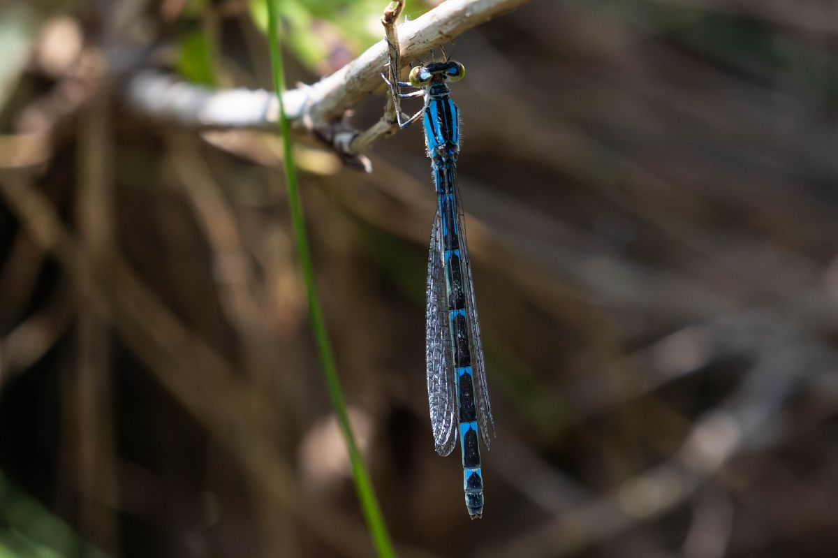 Enallagma cyathigerum  - Radames Bionda