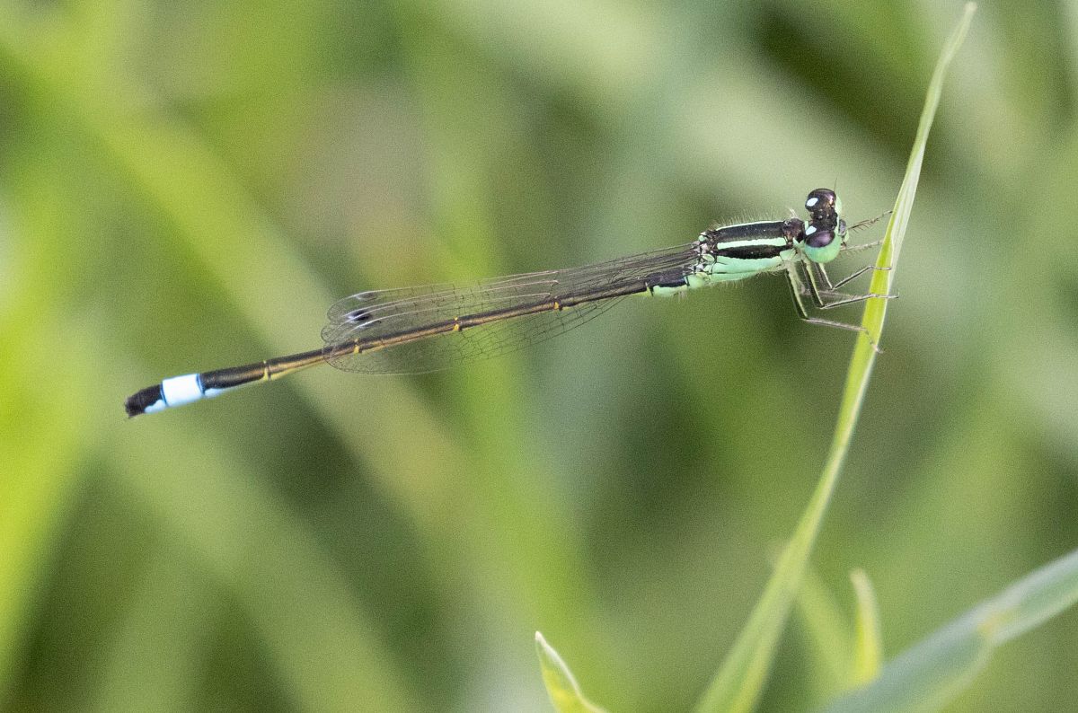 Ischnura elegans  - Radames Bionda