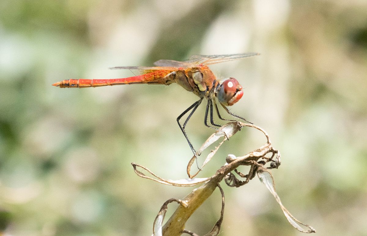 Sympetrum fonscolombei  - Radames Bionda
