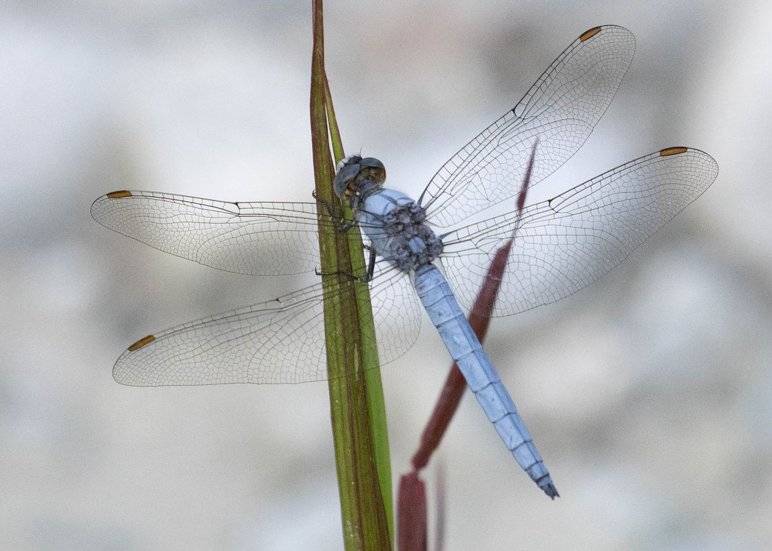 Orthetrum brunneum  - Radames Bionda