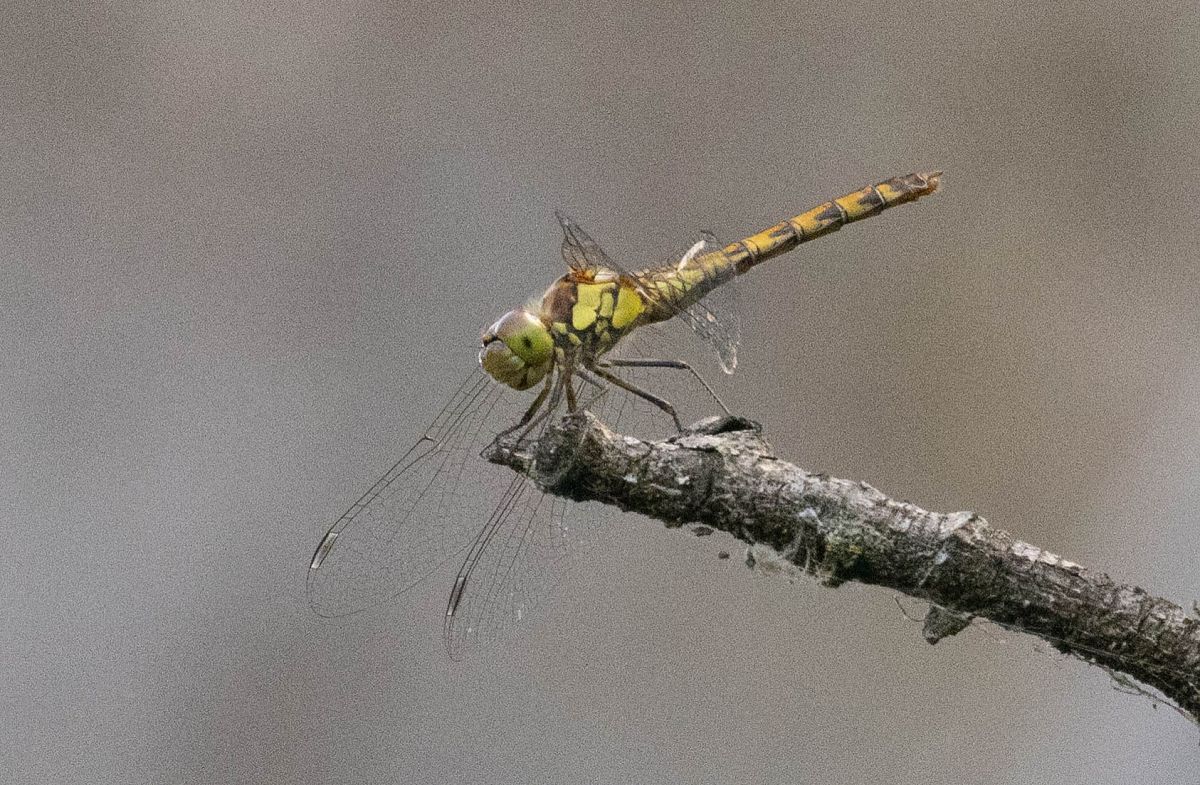 Sympetrum striolatum  - Radames Bionda