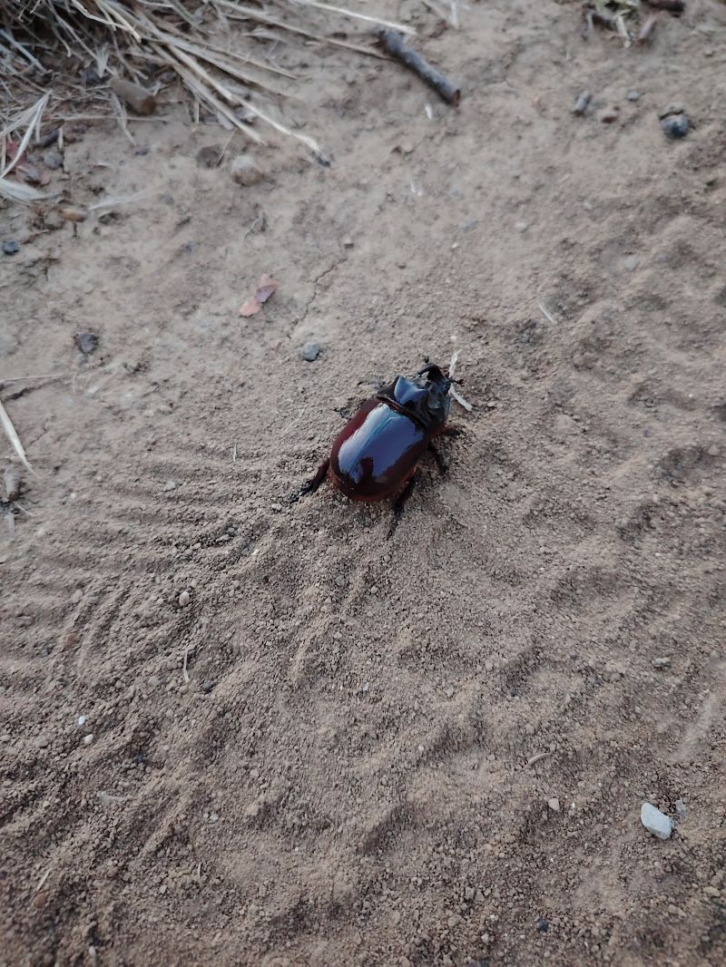 Oryctes nasicornis  - Andrea Incerti