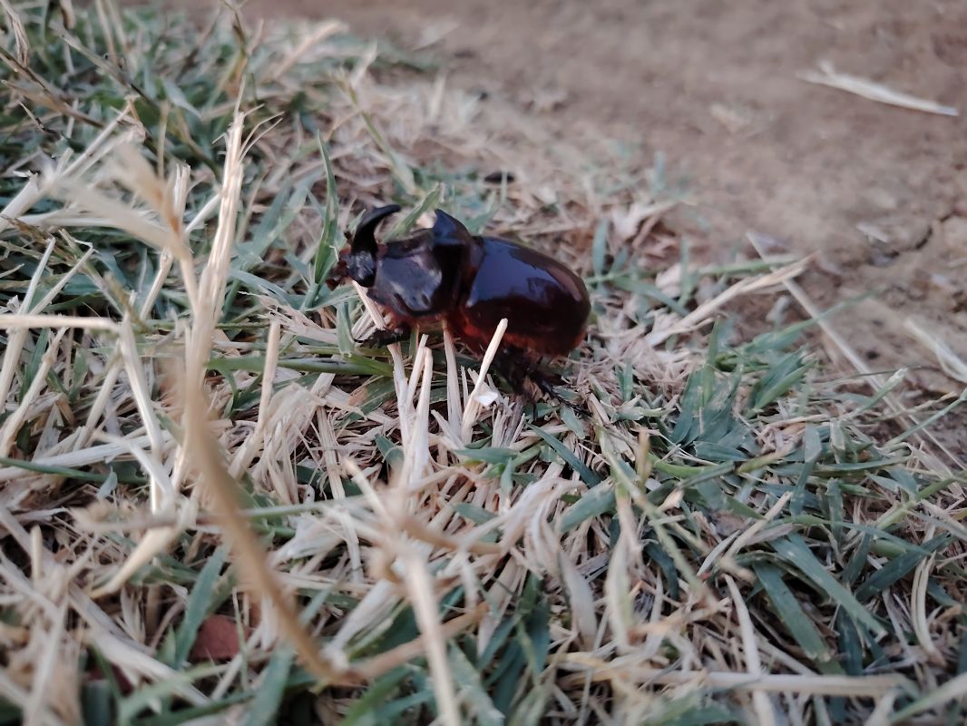 Oryctes nasicornis  - Andrea Incerti
