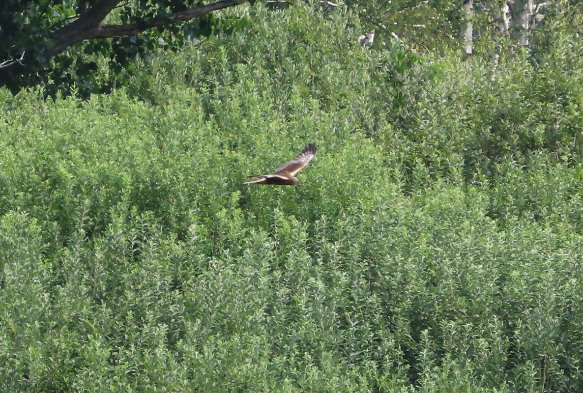 Falco di palude  - Enrico Bissardella