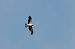 Booted Eagle (Hieraaetus pennatus) © Aldo Tonelli
