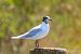 Gabbiano corallino (Ichthyaetus melanocephalus) © Fabrizio Florit (FVG)