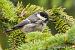 Cincia mora (Periparus ater) © Fabrizio Florit (FVG)