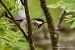 Cincia mora (Periparus ater) © Fabrizio Florit (FVG)