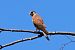 Gheppio (Falco tinnunculus) © Giuseppe Colombo