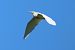 Airone guardabuoi (Ardea ibis) © Giuseppe Colombo