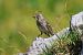 Spioncello (Anthus spinoletta) © Giuseppe Colombo