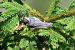 Cincia mora (Periparus ater) © Giuseppe Colombo