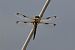Libellula quadrimaculata © Giuseppe Colombo