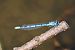 Enallagma cyathigerum © Giuseppe Colombo