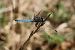 Orthetrum coerulescens © Giuseppe Colombo
