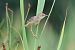 Beccamoschino (Cisticola juncidis) © Giuseppe Colombo