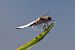 Libellula depressa © Giuseppe Colombo