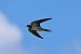 Rondine (Hirundo rustica) © Giuseppe Colombo
