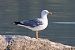 Gabbiano reale (Larus michahellis) © Giuseppe Colombo