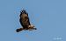 Buse variable (Buteo buteo) © Mario Maino