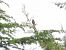 Zigolo nero (Emberiza cirlus) © Donatella Rottichieri