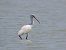 Spatola (Platalea leucorodia) © Donatella Rottichieri