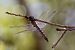 Orthetrum cancellatum © Marco Cortemiglia