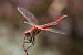 Sympetrum fonscolombei © Marco Cortemiglia