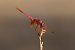 Trithemis annulata © Marco Cortemiglia