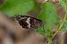 Hipparchia neomiris © Marco Cortemiglia