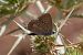 Polyommatus celina © Marco Cortemiglia